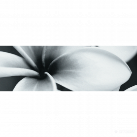 PRET-A-PORTER BLACK FLOWER COMPOSITION декор3