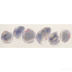 GLASS2 26MIX